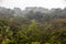 View of the cloud forest with birds, trees and lush plants