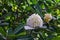 View of a Cluster of Great Rhododendron Flowers