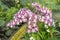 à¸¤ View of a cluster of small magenta and white colored Phalaenopsis orchids