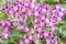 A view of a cluster of small magenta and white colored Phalaenopsis orchids