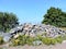 View of coast of Baltic sea, stones, trees and flowers, summer Helsinki