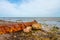 View of the coast at Gollwitzer Strand. Natural beach near Gollwitz in the nature reserve on the island of Poel