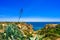 View on coastline with agave aloe vera next to Lagos, Portugal