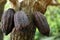 View of cocoa tree with pods