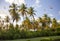 A view of coconut palms with soaring birds against a blue sky in the background light of the setting sun.