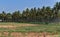 View of coconut plantation under blue sky