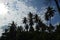 View of coconut tree in muara tebas area