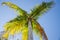 View of a Coconut Tree from underneath