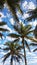 view of coconut trees on the beach with a sky filled with clouds