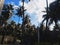 View of coconut tress, nature, sky