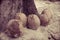 View of coconuts on sandy beach