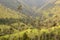 View of Cocora valley. Los Nevados National Natural Park. Quindio. Colombia