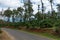 view of coffee plantation from across the road