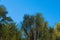 View on colorful jungle rainforest trees, palms in sun light and blue sky during sunny day as subtropical landscape