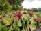 View of colorful leaves of flowering plant purple bergenia (Bergenia purpurascens) in autumn