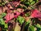 View of colorful leaves of flowering plant purple bergenia Bergenia purpurascens in autumn in bright sunlight. Foliage turns