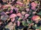 View of colorful leaves of the plant purple bergenia Bergenia purpurascens with faded colours as soon as snow melts in early