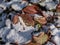 View of colorful leaves of the Purple bergenia (Bergenia purpurascens) with faded colours covered by white snow