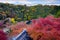 View of colorful of maple forest