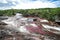 A view of the colorful plants in the CaÃ±o Cristales river