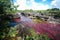 A view of the colorful plants in the CaÃ±o Cristales river