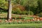 View of colorful tulip flowers in a garden in spring