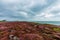 A view of colorful wild vegetation on the top of a hill along the coastline with choppy sea under a grey sky