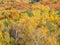 View of colorful woodland on sunny autumn day