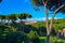 View of the Colosseum Coliseo from Roman Forum in Rome, Italy.