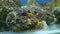 view of coloured sea fish-stone in aquarium-museum