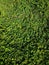 view of the combined structure of green garden leaves resembling a rug