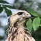 A view of a Common Buzzard