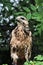 A view of a Common Buzzard