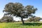 View of a common dehesa in Spain, with some holm oaks, cork oaks