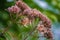 View of a Common Milkweed Gone to Seed