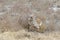 View of common warthog in tall grasses, Etosha