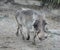 View of a Common warthog walking in the field on a gloomy day