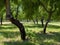 View of cork trees within a shady glade outside the town of El Chaparrito, near  the Parque natural de la Sierra de Grazalema,