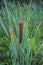 View of a corn husk and green foliage