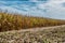 View of cornfield farmland, sky with clouds as background