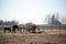 View of a corral with a group horses eating hay from a feeding trough