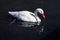 A view of a Coscoroba Swan