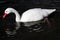 A view of a Coscoroba Swan