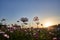 View of cosmos field lit warmly by the sun in the background during sunset in Jechun, South Korea