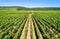 View of Cote de Nuits vineyards in Burgundy, France