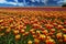 View on countless bright red, yellow and orange multicolored tulip field against blue sky - Grevenbroich, nrw, Germany