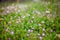 View of countryside flowers