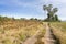 View of the countryside pathway and jujube garden with cut trees and leaves