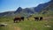 View of the cows eating in the field