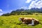 View on cows in front of Kampenwand muntain in Bavarian Alps in Summer